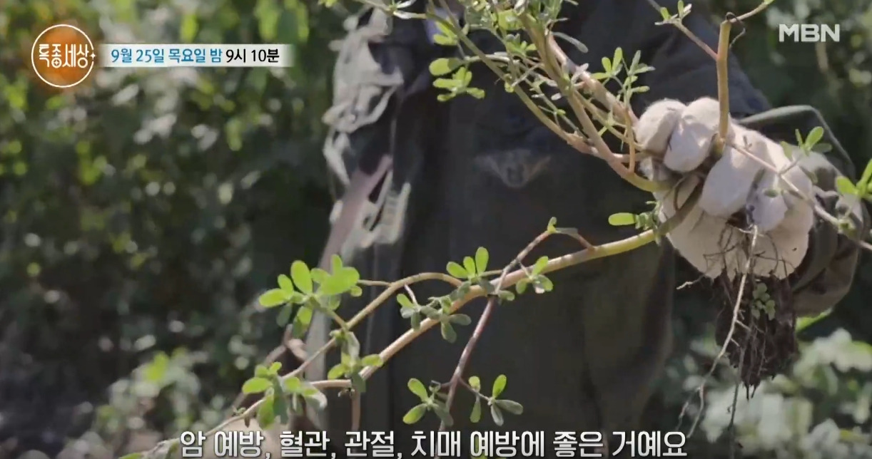 장경수 작사가 근황 특종세상