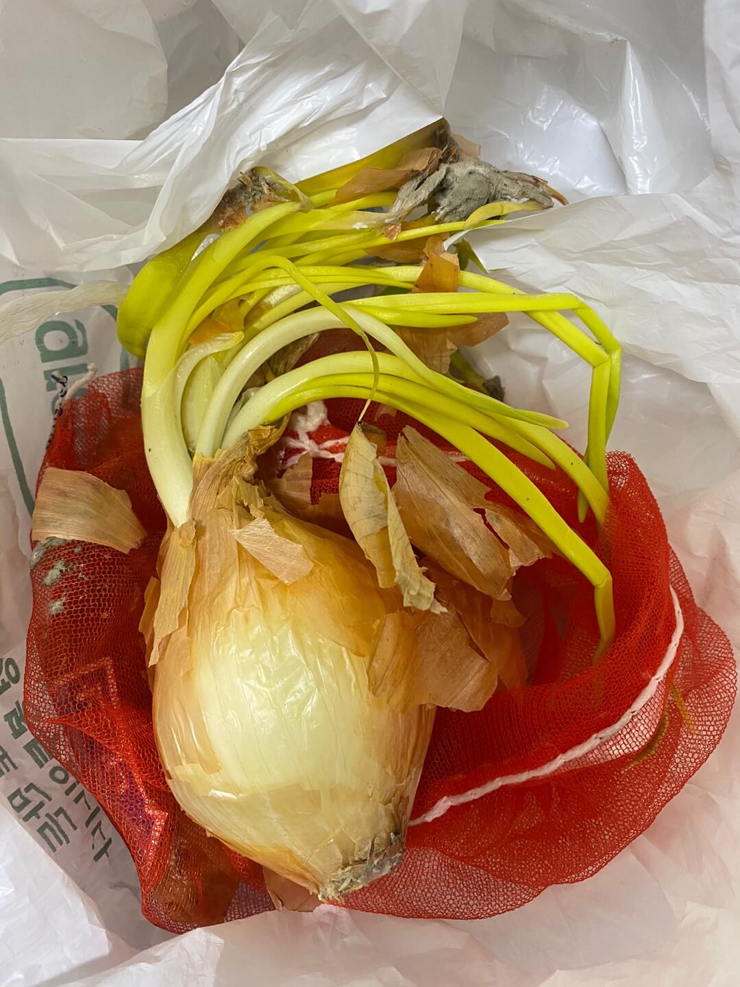 썪은 양파