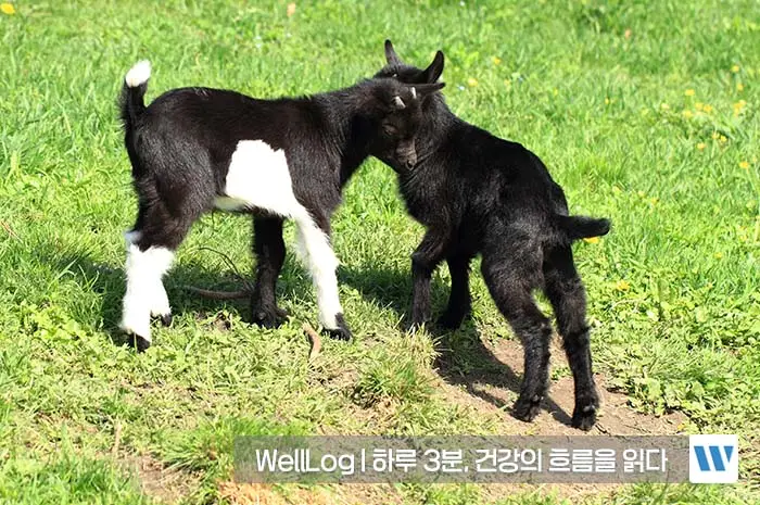 흑염소 진액 효능 복용법
