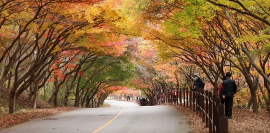 내장산