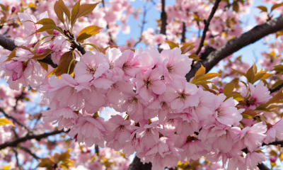 벚꽃 이미지입니다.