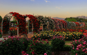 곡성세계장미축제