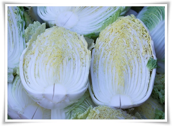 "김장 배추, 직접 길러보세요!" 초보자도 성공할 수 있는 쉬운 재배 가이드