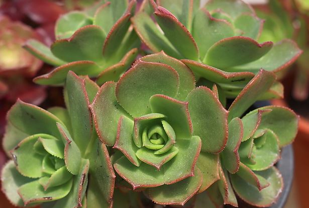 에오니움 다육식물