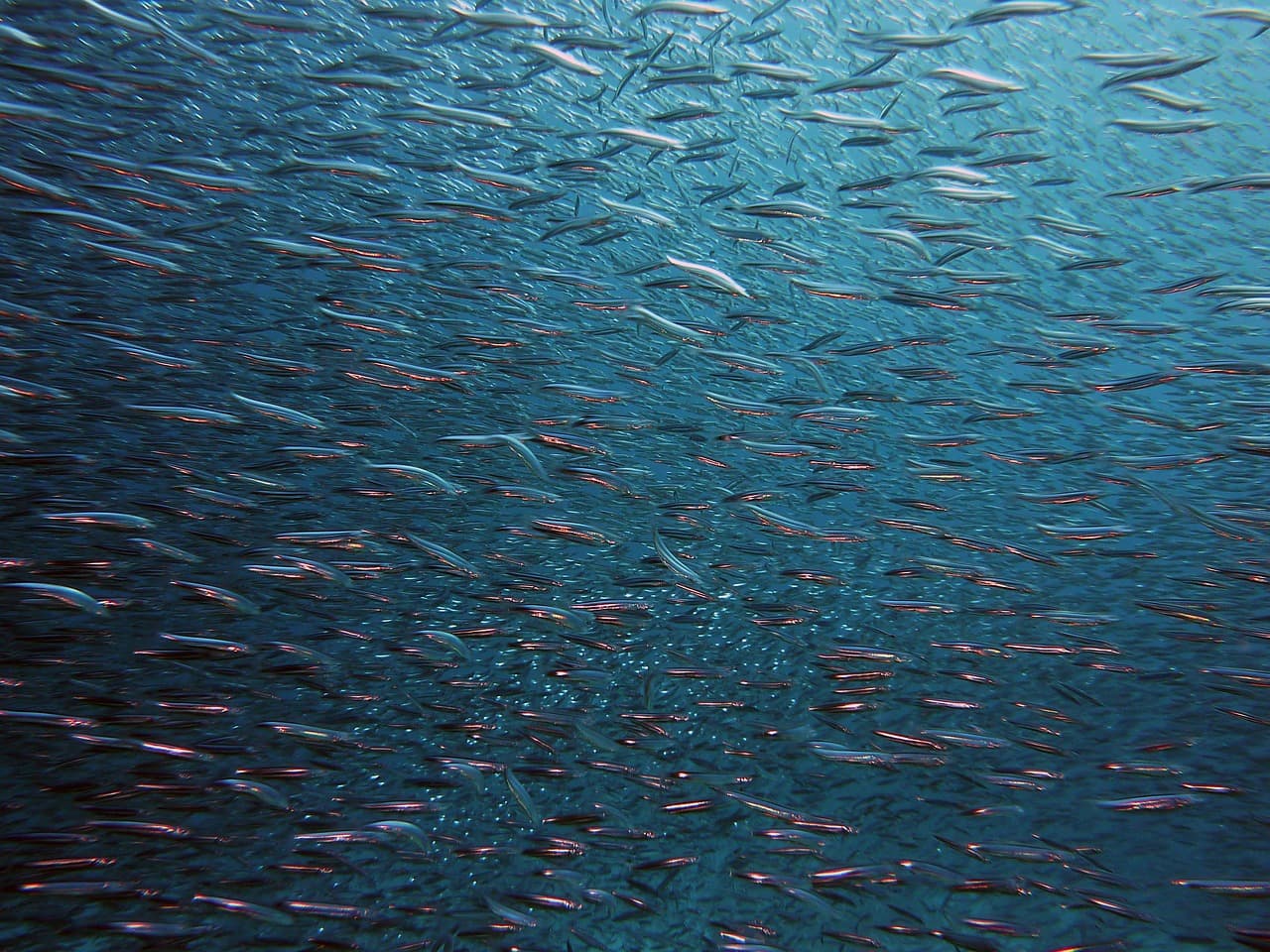 어골칼슘: 천연 칼슘의 효능과 추천 제품