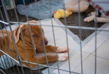 우리에서 집을 지키는 개.