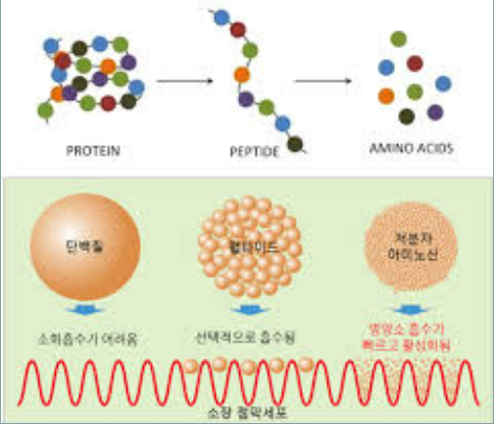 포스트바이오틱스 vs 프로바이오틱스 장 건강 면역 강화 핵심 차이점
