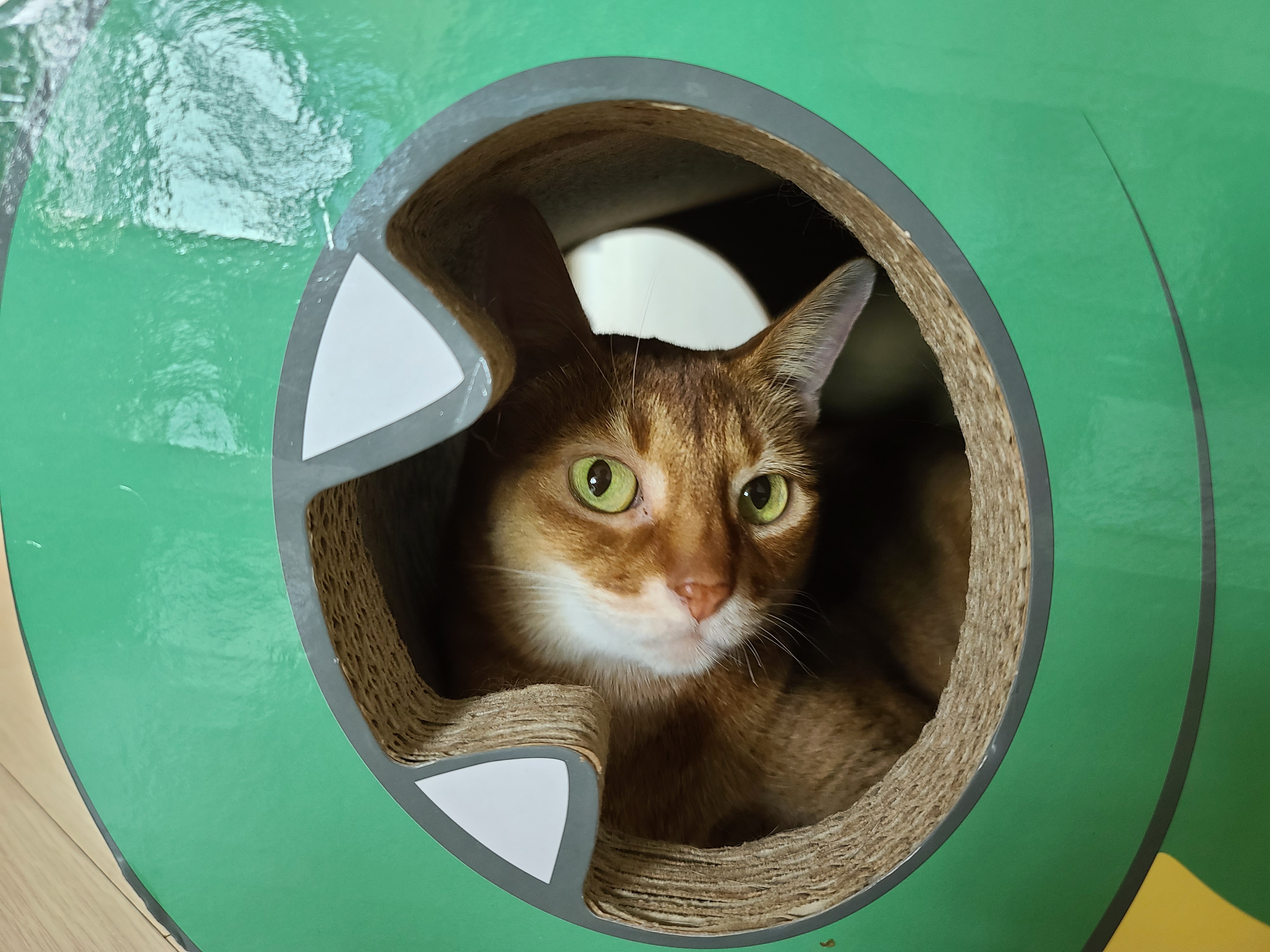 아비시니안 집지키는 고양이