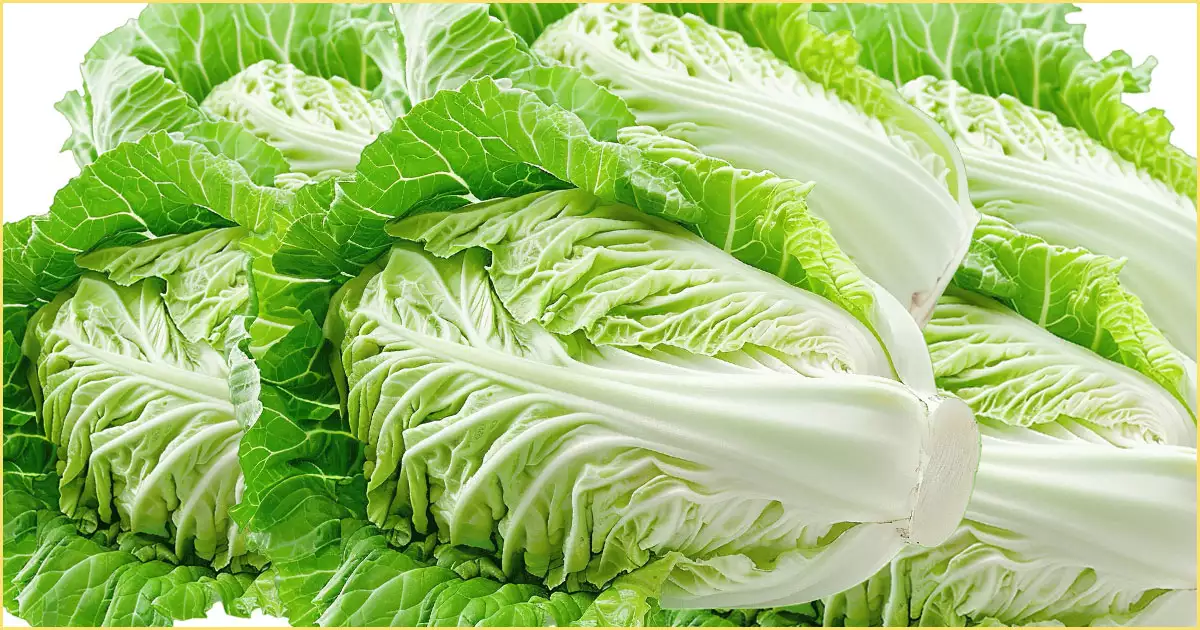 절임 배추의 지역별 특징