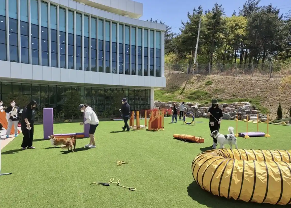 울산시-애니언파크-반려동물-테마파크-놀고있는-강아지