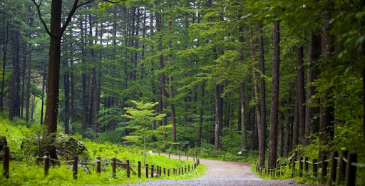국립수목원 예약