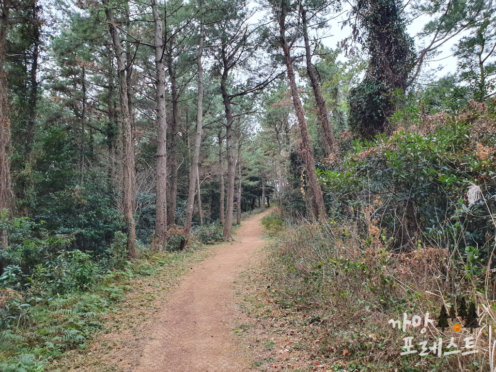 대수산봉 탐방로
