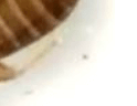 먼지다듬이 벌레