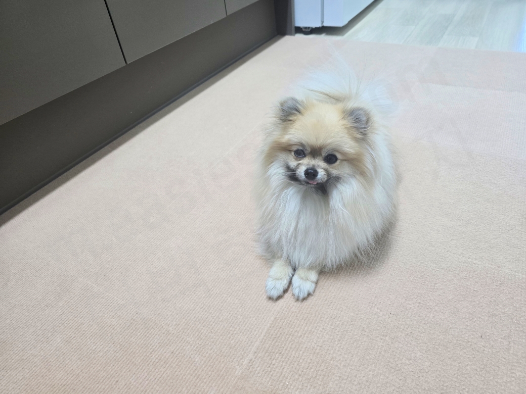 펫매트에 앉아 있는 강아지