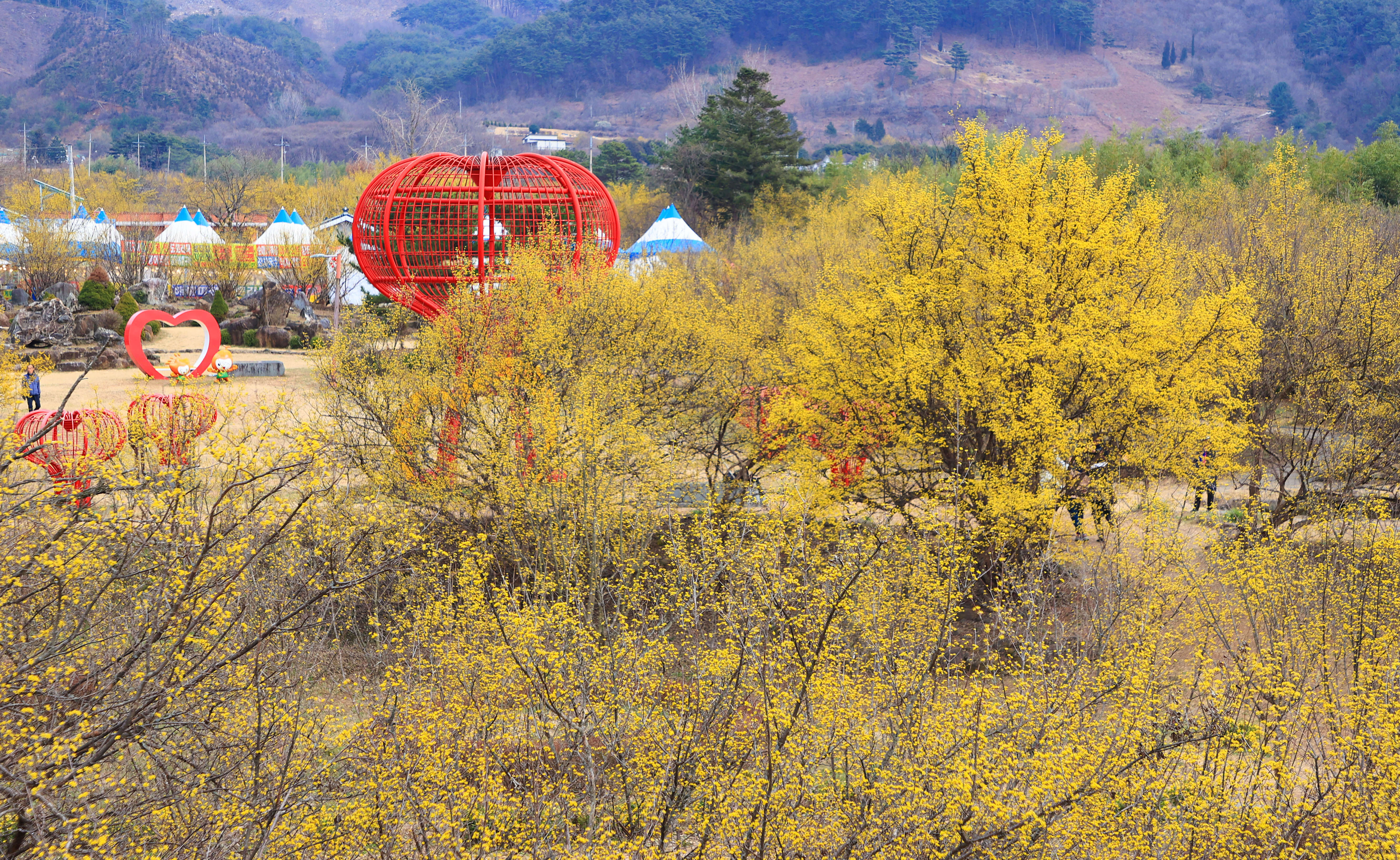 구례 산수유꽃 축제