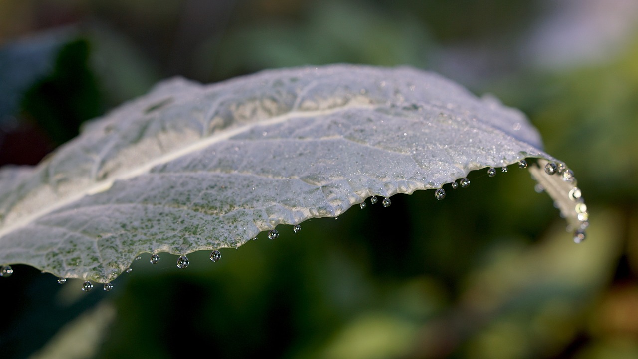 케일 먹는 법 레시피 및 적정 섭취량 총정리 관련 사진