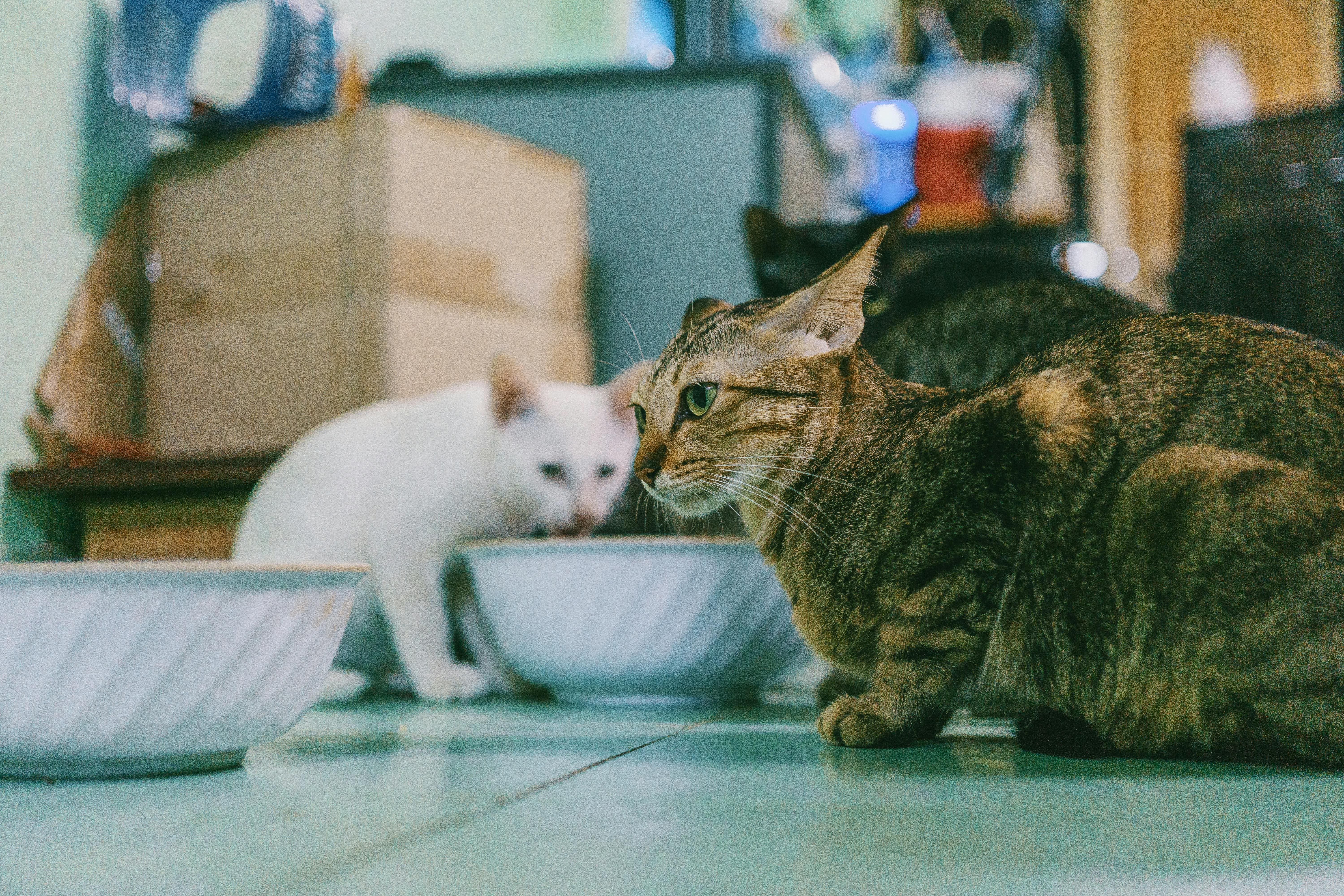 고양이