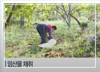 쯔쯔가무시 초기증상 치료방법