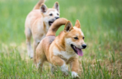아기 진돗개 두마리 사진