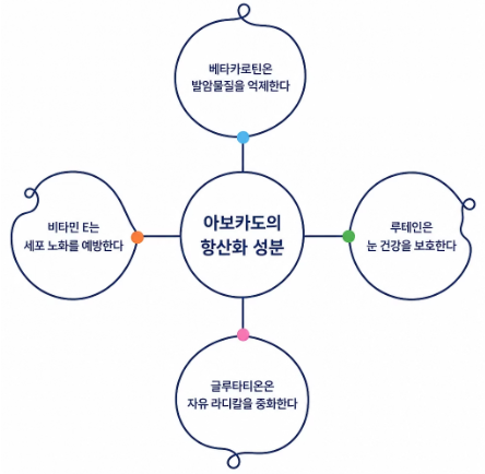 아보카도 효능