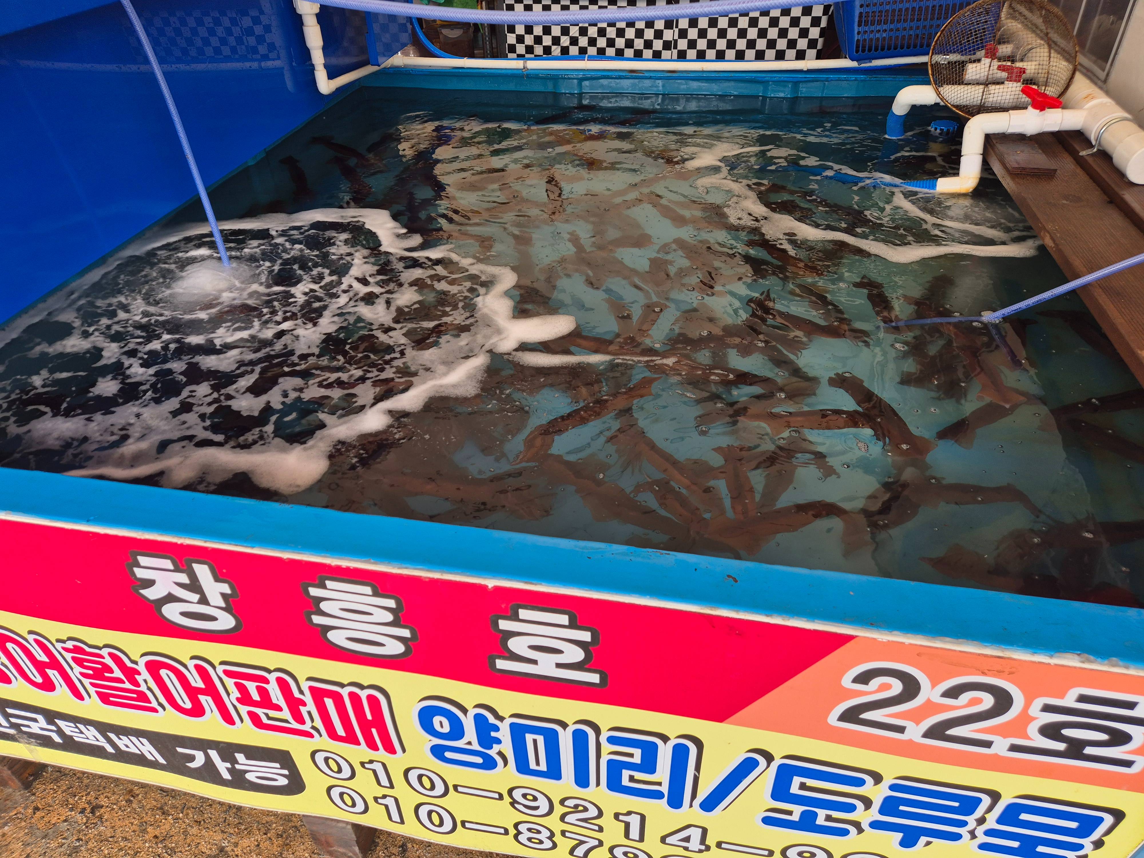 2025 5월 속초 오징어 난전 오픈