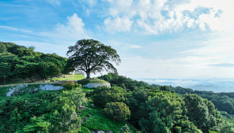 부여 성흥산 사랑나무