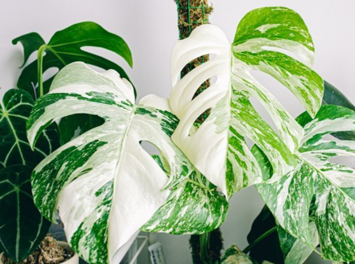 몬스테라 알보