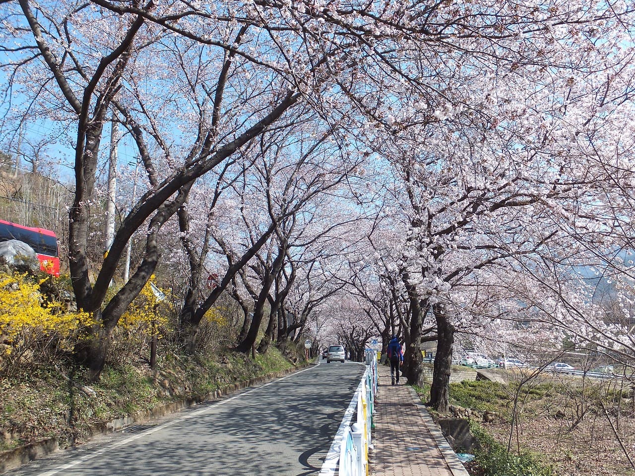 최고의 벚꽃로드 십리벚꽃길