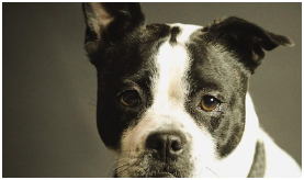 동물등록번호 확인