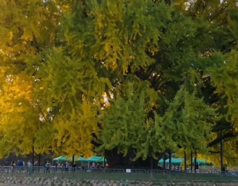 반계리 은행나무6