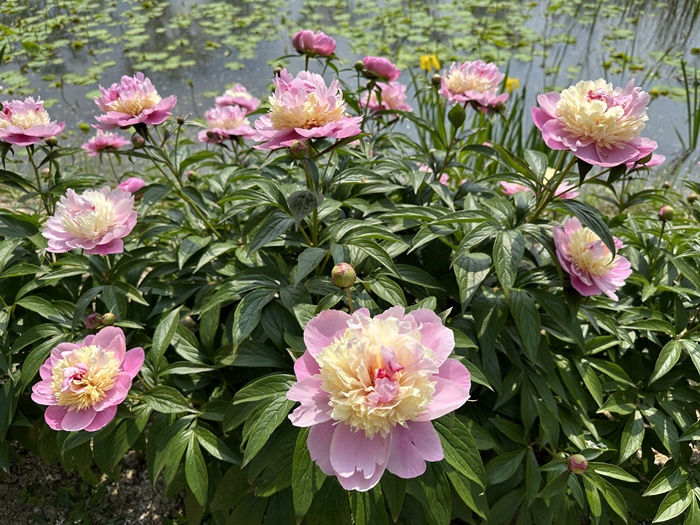 거창-창포원-5월-봄-가볼만한곳-작약