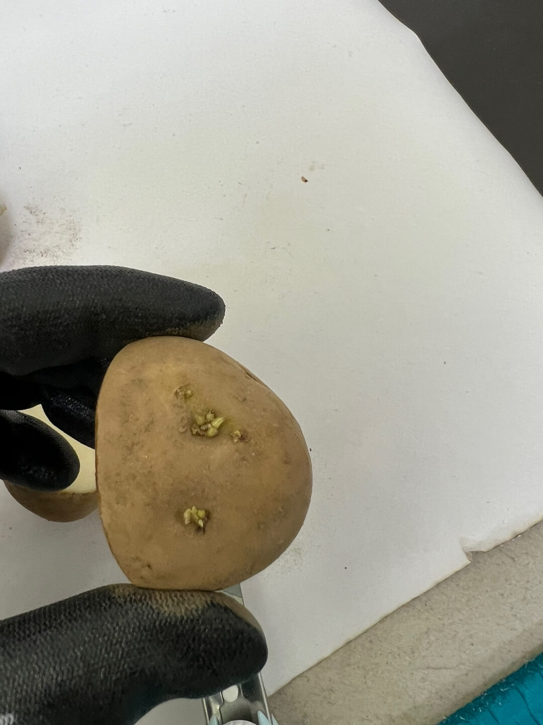 씨감자 절단하기