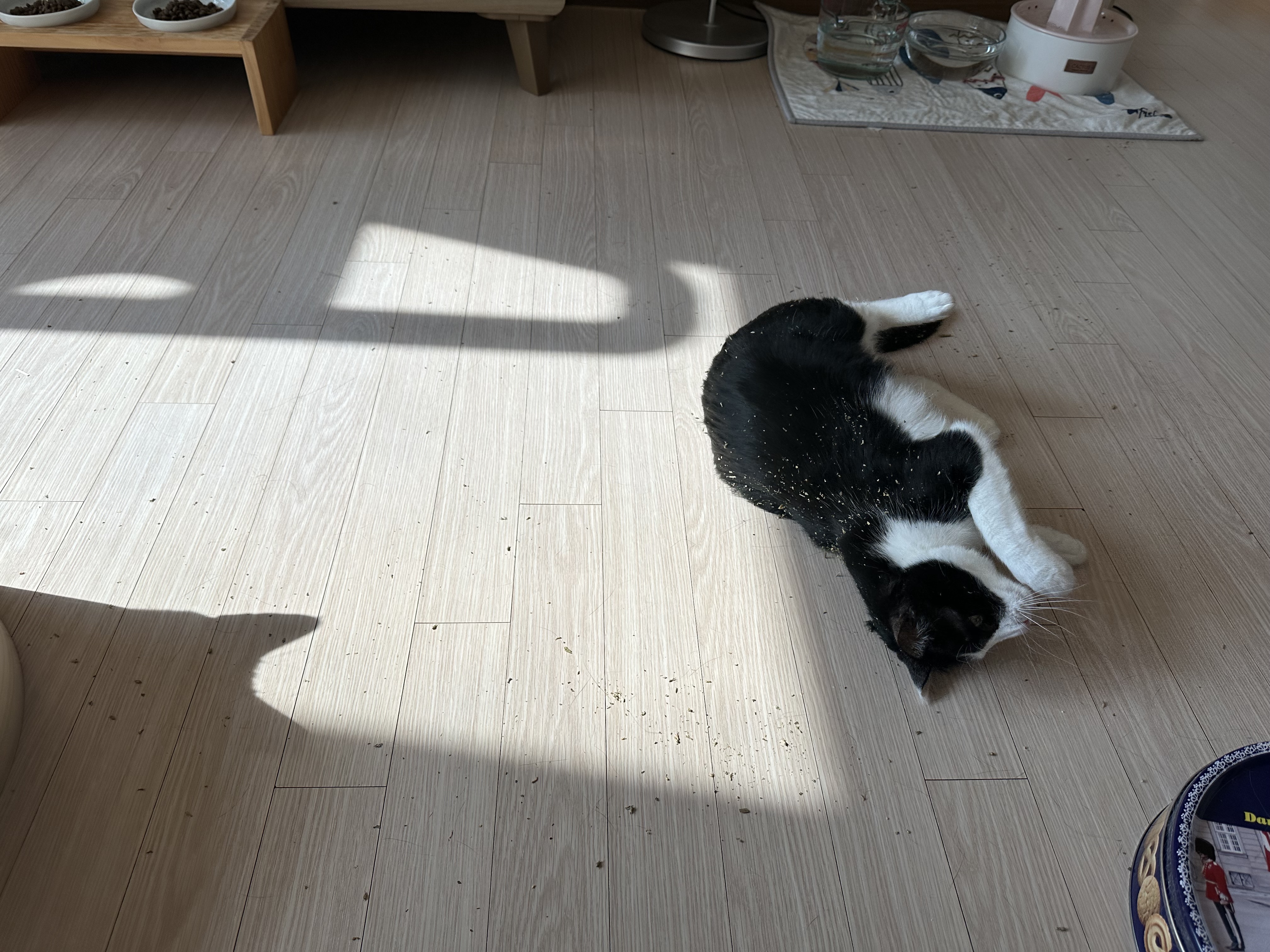 캣닢파티! (feat.냥냥이들이 즐거울수록 집사는 일이 많아진다)