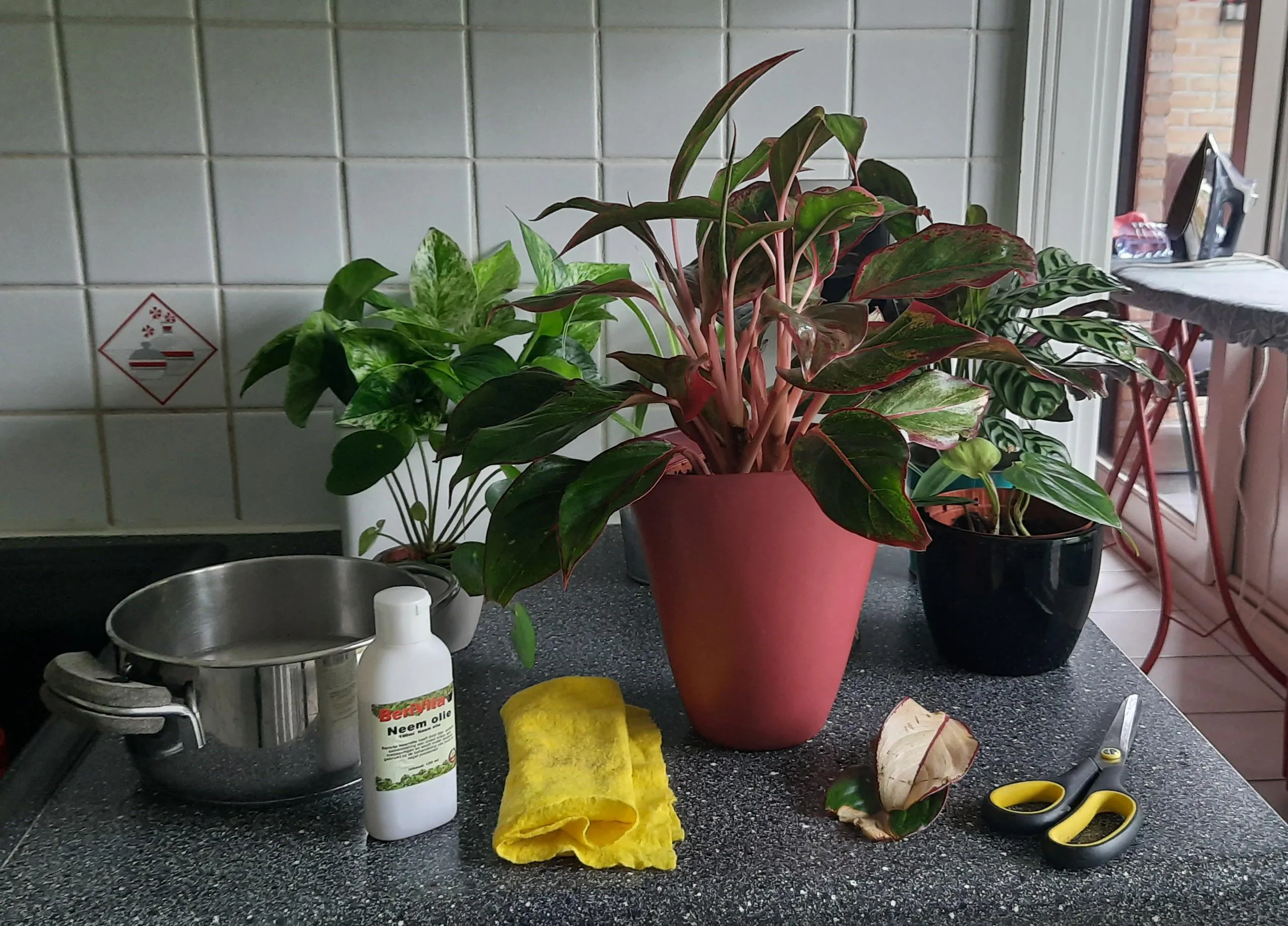 잎닦기 관리 미세먼지제거 광합성도움 우유물사용 주의점_4