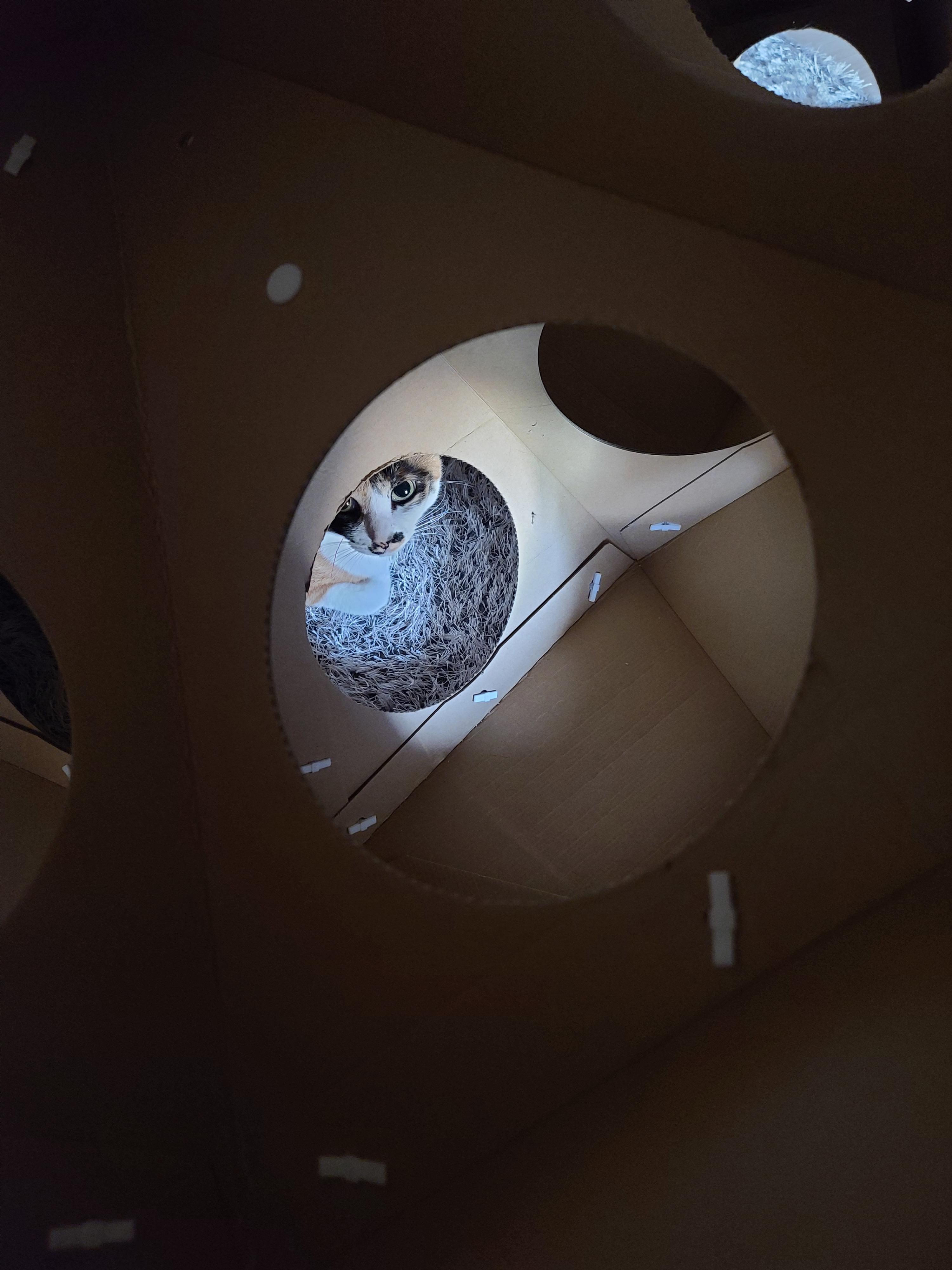 고양이 스케일링