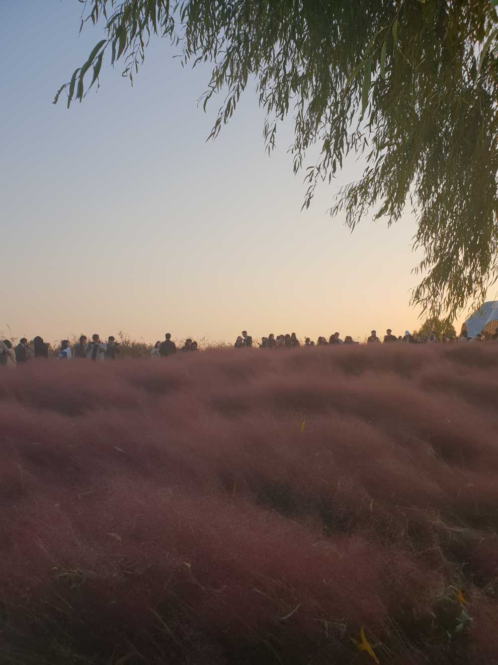 하늘공원억새축제