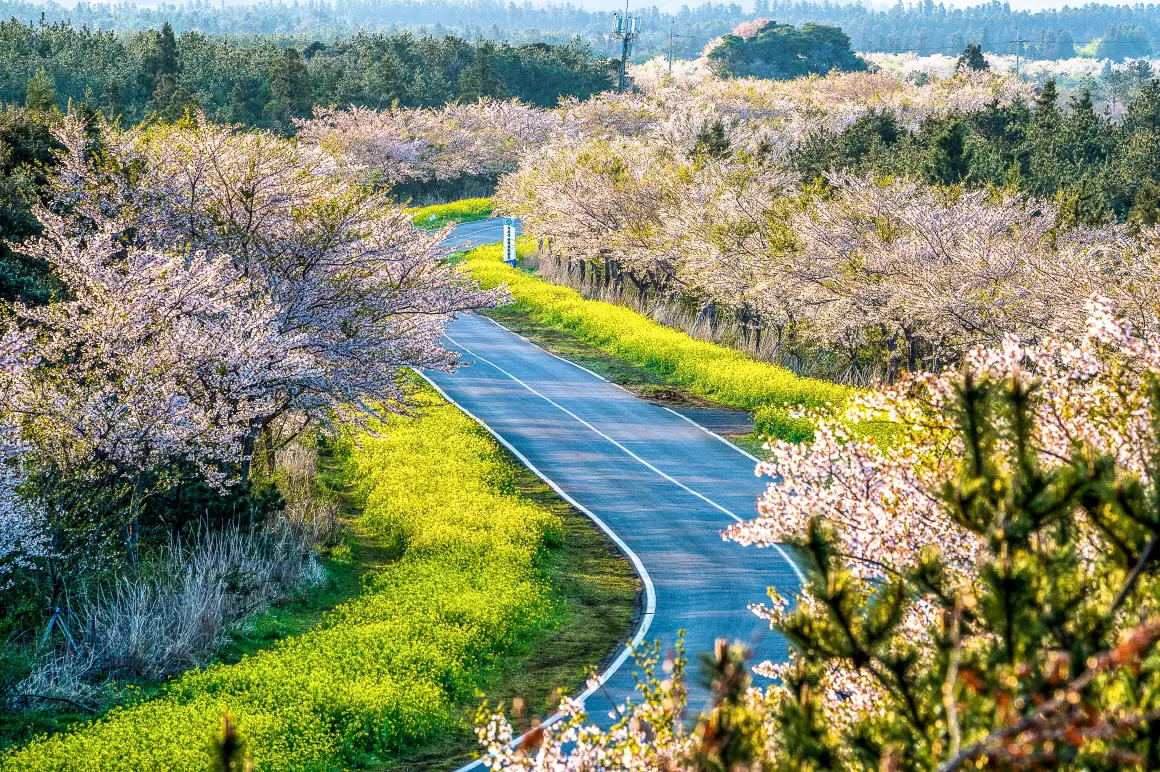 녹산로 관련사진 (출처: 제주관광공사 홈페이지)