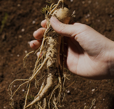 2025 경북영주 풍기인삼축제 일정 초대가수 축제꿀팁 정리