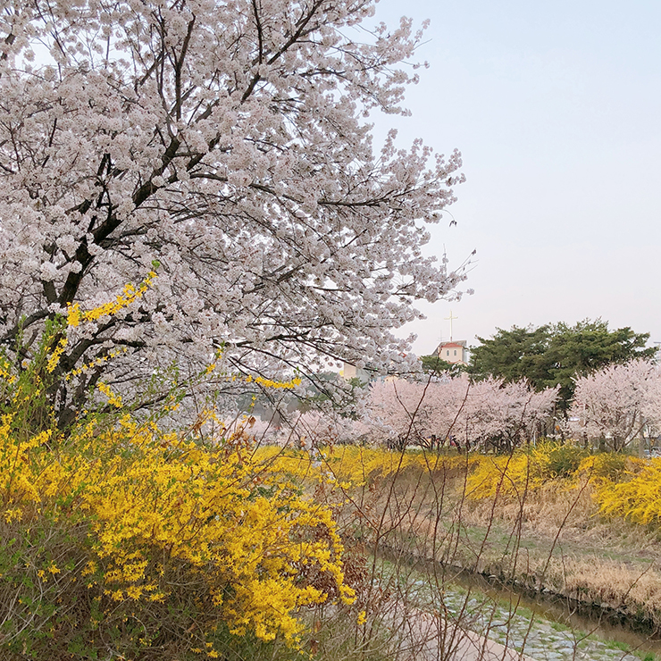 벚꽃길