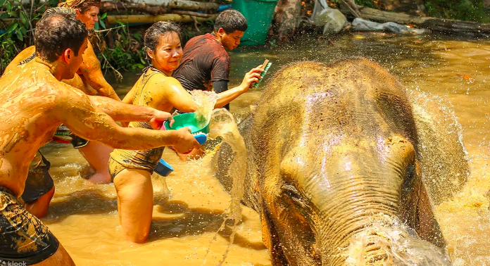 코끼리와 함께 머드 스파