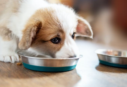 식사중인 강아지.