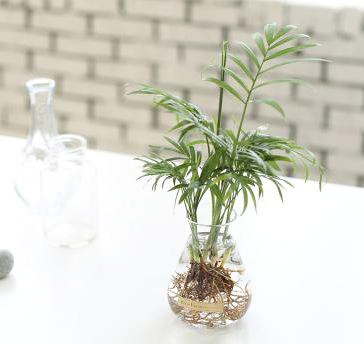 테이블야자 수경재배