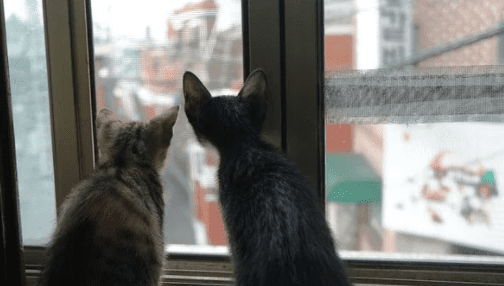 고양이 MBTI
