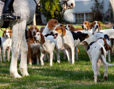 말의 발밑에서 무리를 짓는 아메리칸 폭스하운드.
