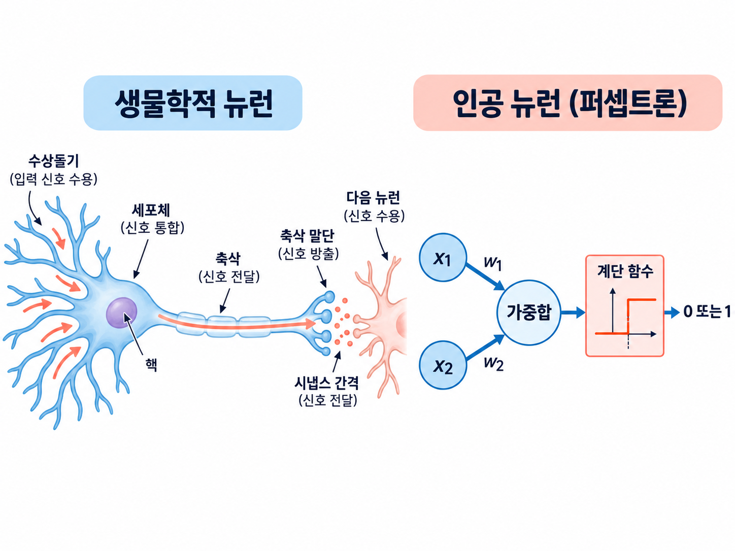 왼쪽에 신호를 전달하는 생물 뉴런, 오른쪽에 입력과 가중치를 더해 계단 함수로 0이나 1을 내는 퍼셉트론을 나란히 그린 그림