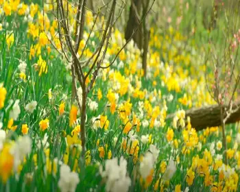 화담숲 예약 봄 수선화 축제_18