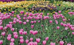 태안 튤립 축제(2025) 일정 맛집 추천관광지 관련 사진