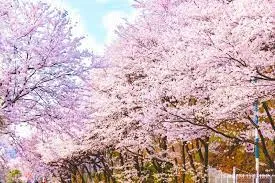 2024년 벚꽃 개화시기 및 벚꽃 명소 BSET 10