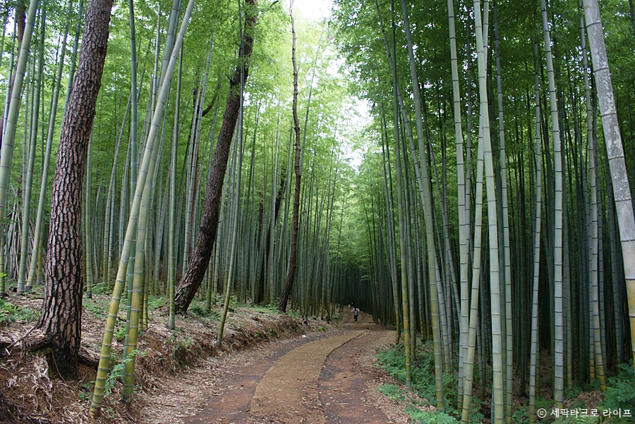 아홉산숲