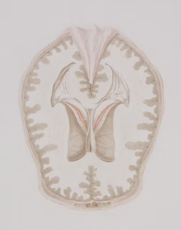 포스파티딜세린 효능 가격 식약처 인증 추천 부작용